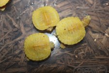 Albino Red Ear Slider1.jpg