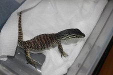 argushatchgstripeboa001.jpg