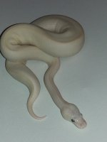 Blue EyedLucy Female (Lesser Genetic stripe x Lesser).jpg