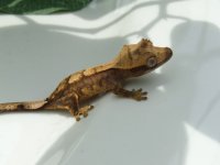 DSC08119.jpg