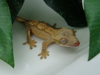 DSC08130.jpg