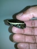 PARKER SNAKE NECK TURTLE.jpg