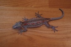 DSC_0245.jpg