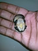 PARKER SNAKE NECK TURTLE 2.jpg