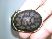 PARKER SNAKE NECK TURTLE 3.jpg