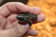 Siebenrocki Snake neck2.jpg