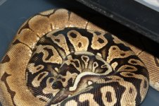 ball pythons breeding.jpg