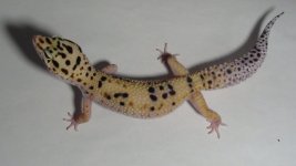 DSC00935.jpg