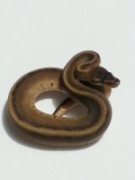 Genetic Stripe Female #2013 (9).jpg