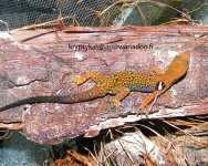 concinnatus-m.jpg