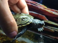 badscutes2.JPG