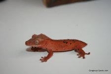 IMG_2516.JPG
