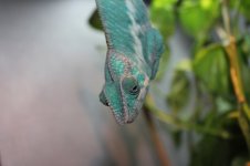 blu5.jpg
