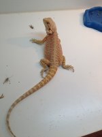 IMG_1518zx.jpg