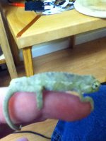babychameleon1.jpg