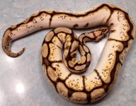 bumblebee calico 2.jpg