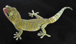 (98)F Orange Spot LTC_3DS2483.jpg