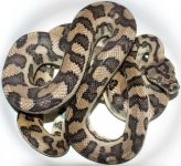 adult male jag het axanthic.jpg