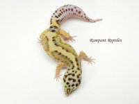 01BSphRaptor_zps3107ad2d.jpg