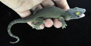 (34)F-2 F Patternless Juvenile_3DS2593.jpg