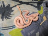 snake 056.jpg
