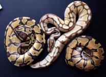 enchi lb fire enchi.jpg