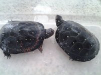 Spotted Turtles.jpg