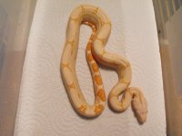 snakes 023.jpg