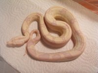 snakes 008.jpg