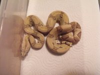 snakes 015.jpg