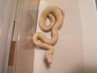 snakes 009.jpg