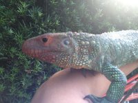caiman liz sale 3.jpg