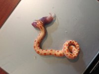 Twinspot Red Albino Conda.jpg