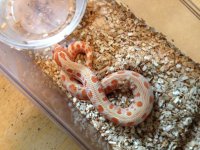 Red Twinspot Albino conda Male.jpg