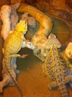 1 picture for front page of beardies.jpg 1 picture for front page of beardies.jpg