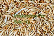 Mealworms-Group.jpg
