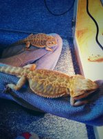 Front page for beardies.JPG Front page for beardies.JPG