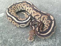 vanilla cinnamon male1.jpg