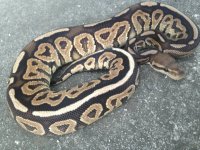 vanilla cinnamon male 2.jpg