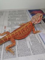 RedDragon.jpg