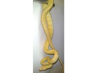 LIARS SNAKE 1.jpg