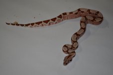 pastel hypo ferrari 006 (Small).JPG