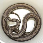 LIARS SNAKE 2.jpg