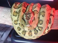 LIARS SNAKE 3.jpg