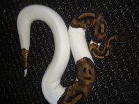 1.0 Pied 850g.jpg