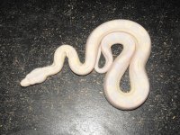 snake 004.jpg