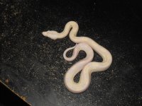 snake 003.jpg
