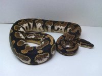 F Calico.jpg