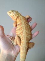 IMG_1367 YT.jpg