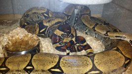 3.25.14 breeding.jpg